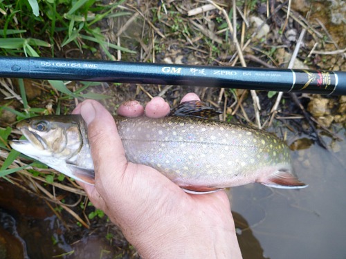 Angler holding brook trout alonside ZPRO rod