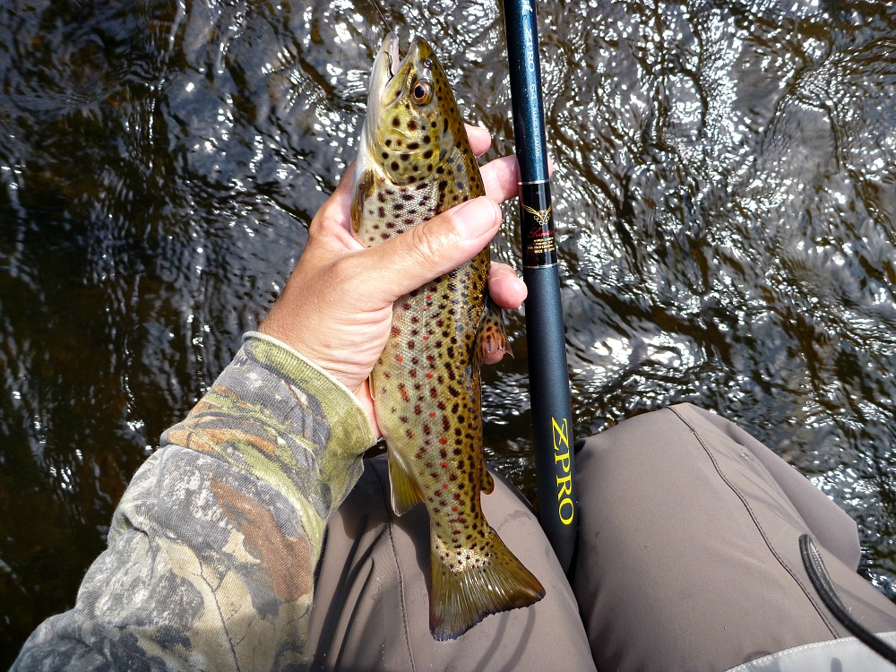 Angler holding brown trout and Suikei ZPRO rod