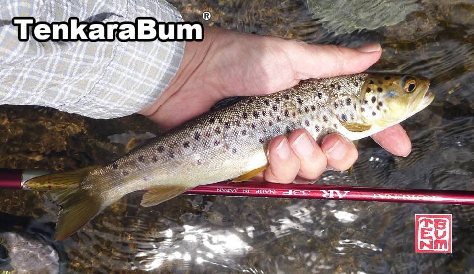 Tenryu Rayz Spectra - First Impressions